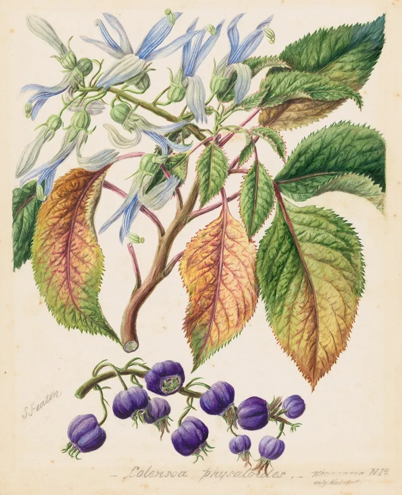 Colensoa Physaloides Wall Art by Sarah Featon - High-Resolution Digital Print