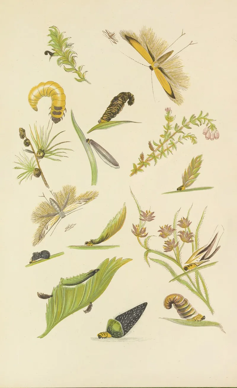 Coleophora Or Tent Makers Wall Art by Barret And Sons - High-Resolution Digital Print