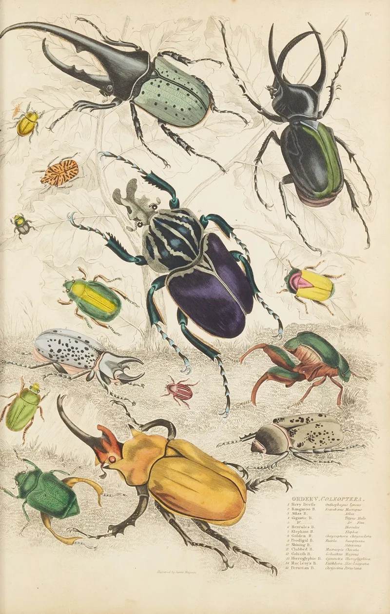 Coleoptera 2 Wall Art by William MacGillivray - High-Resolution Digital Print