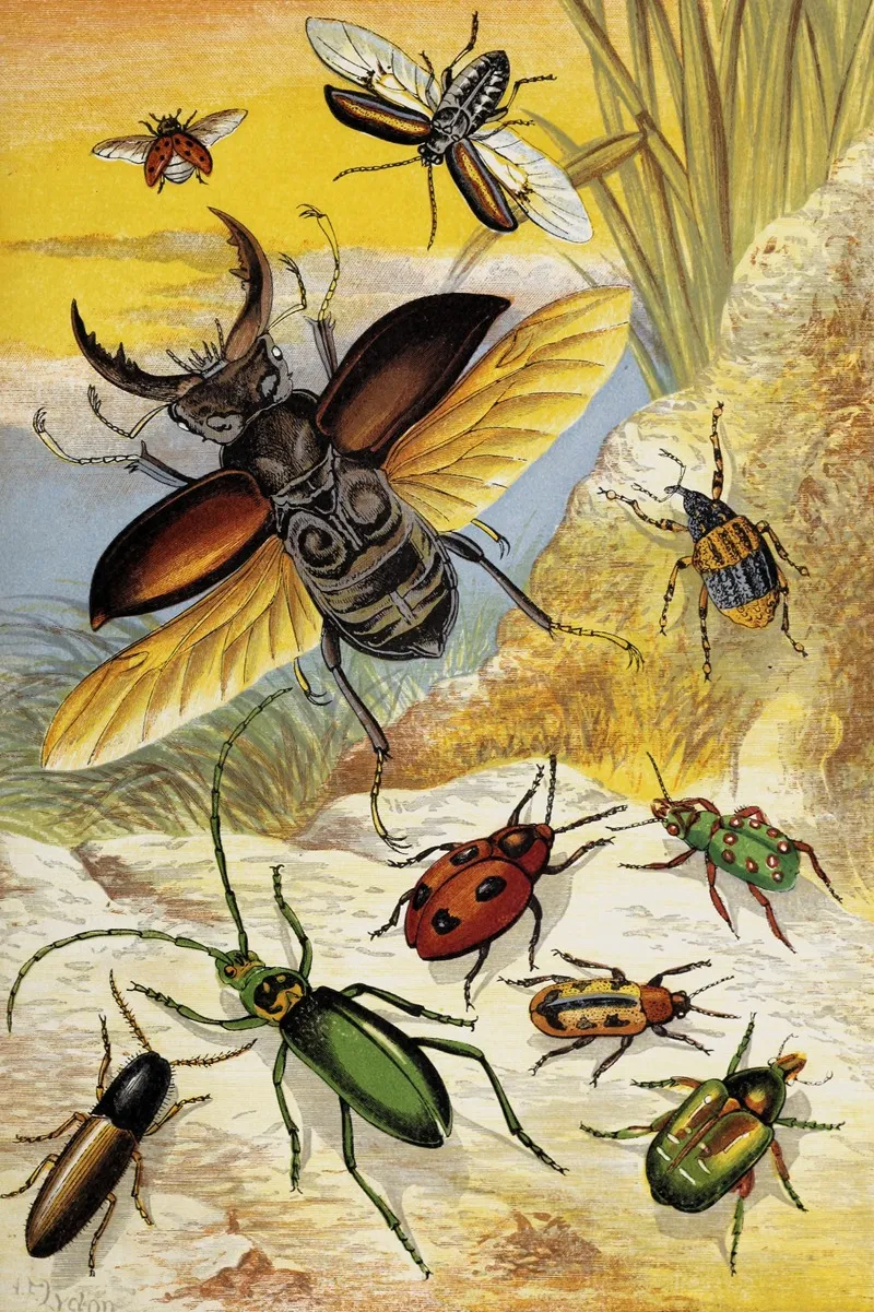 Coleoptera Wall Art by William Houghton - High-Resolution Digital Print