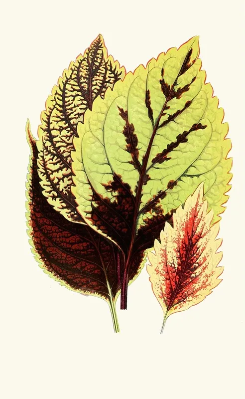 Coleus Blumei 2 Wall Art by Edward Joseph Lowe - High-Resolution Digital Print