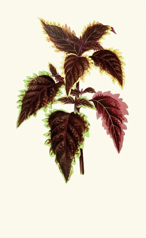 Coleus Verschaffelt Wall Art by Edward Joseph Lowe - High-Resolution Digital Print
