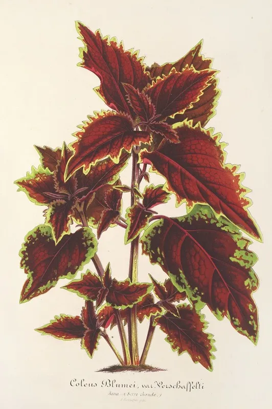 Coleus Verschaffeltii Wall Art by Charles Antoine Lemaire - High-Resolution Digital Print