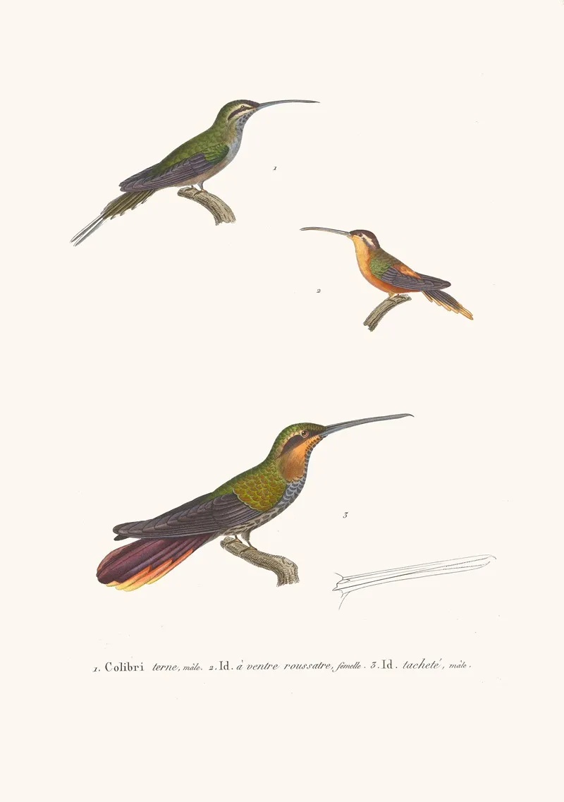 Colibri Terne Wall Art by Coenraad Jacob Temminck - High-Resolution Digital Print