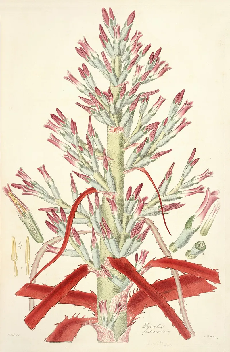 Collectanea Botanica Pl 01 Wall Art by John Lindley - High-Resolution Digital Print
