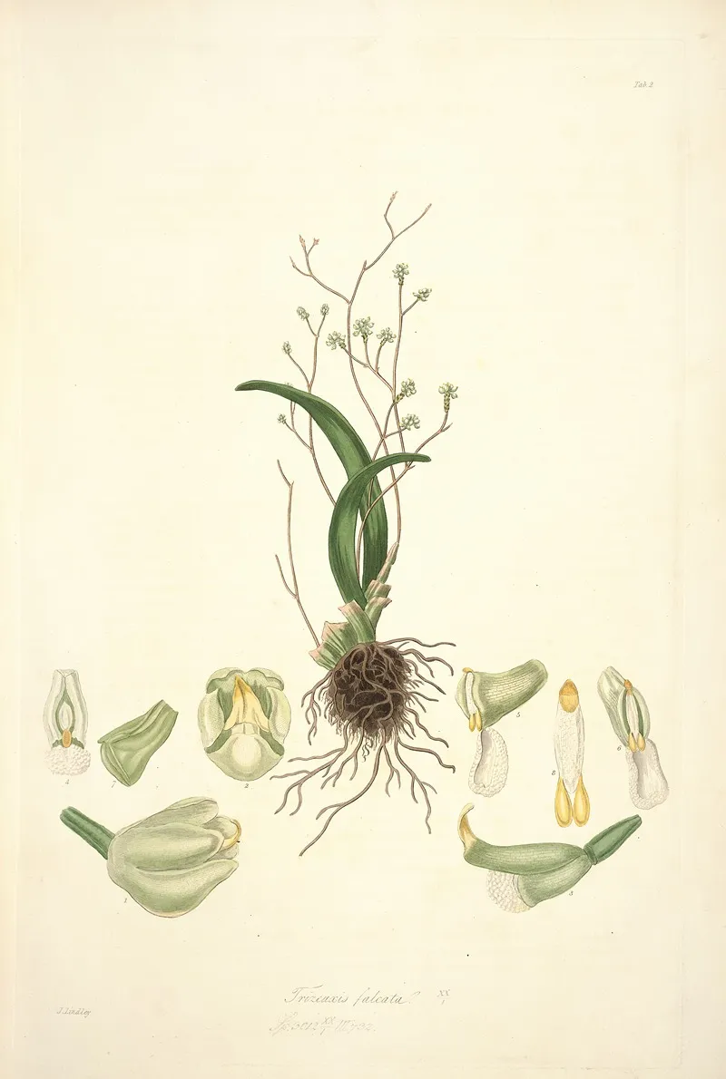 Collectanea Botanica Pl 02 Wall Art by John Lindley - High-Resolution Digital Print