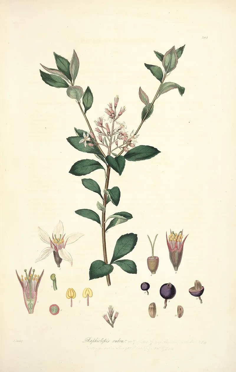 Collectanea Botanica Pl 03 Wall Art by John Lindley - High-Resolution Digital Print