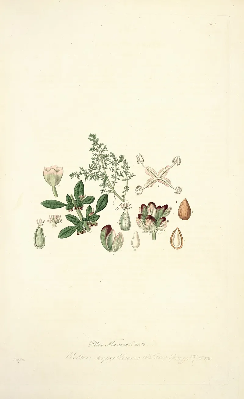 Collectanea Botanica Pl 04 Wall Art by John Lindley - High-Resolution Digital Print