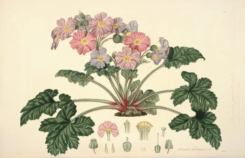 Collectanea Botanica Pl 07 Wall Art by John Lindley - High-Resolution Digital Print