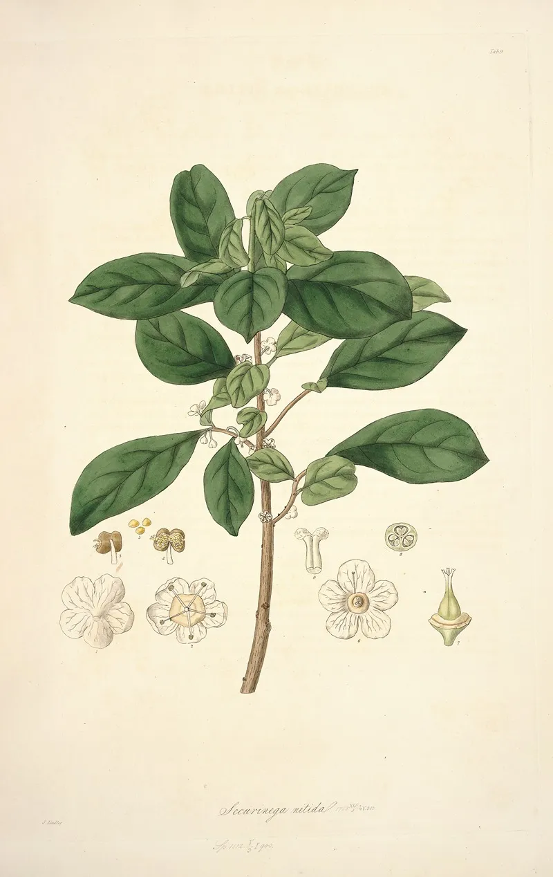 Collectanea Botanica Pl 09 Wall Art by John Lindley - High-Resolution Digital Print