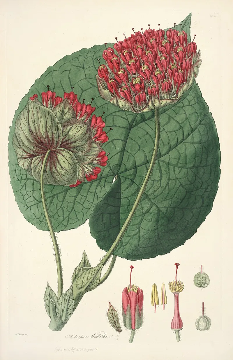 Collectanea Botanica Pl 14 Wall Art by John Lindley - High-Resolution Digital Print