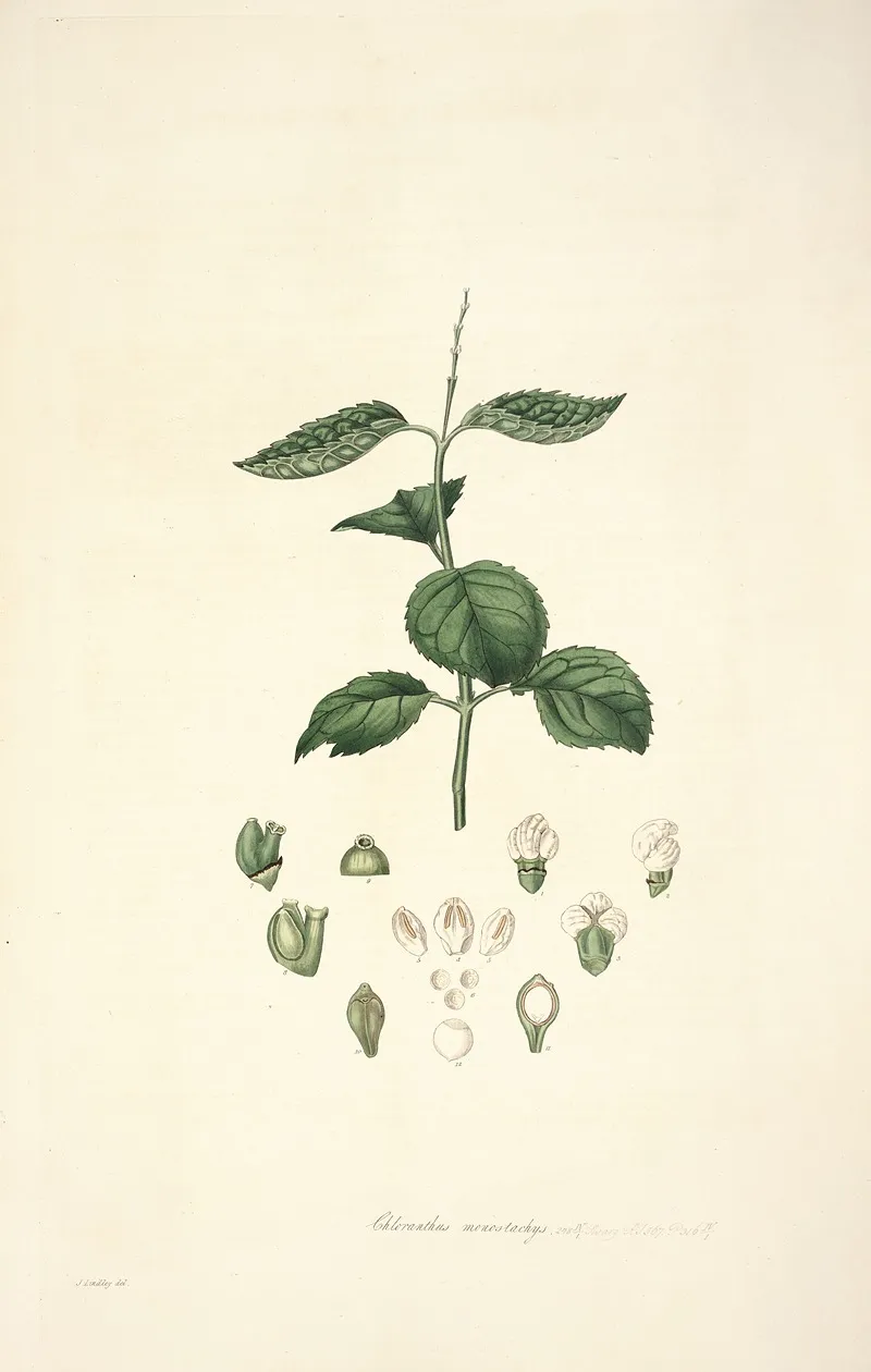 Collectanea Botanica Pl 17 Wall Art by John Lindley - High-Resolution Digital Print