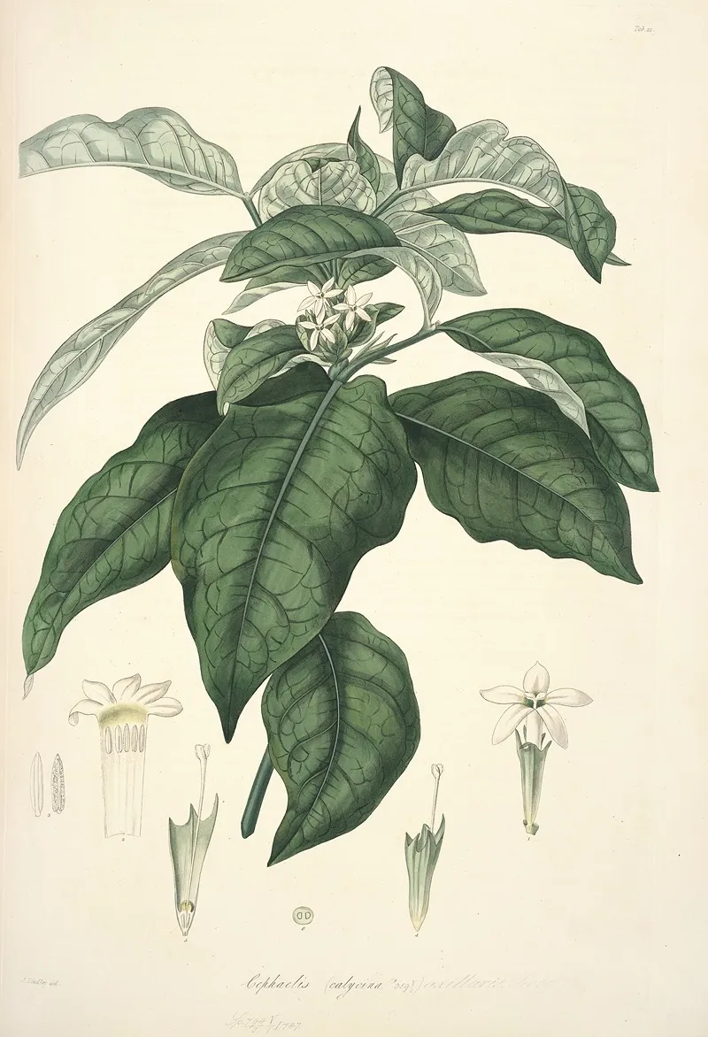 Collectanea Botanica Pl 21 Wall Art by John Lindley - High-Resolution Digital Print