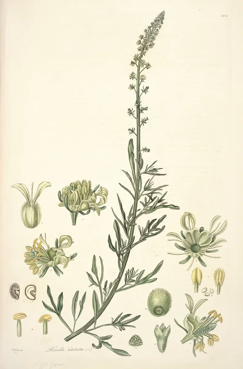 Collectanea Botanica Pl 22 Wall Art by John Lindley - High-Resolution Digital Print
