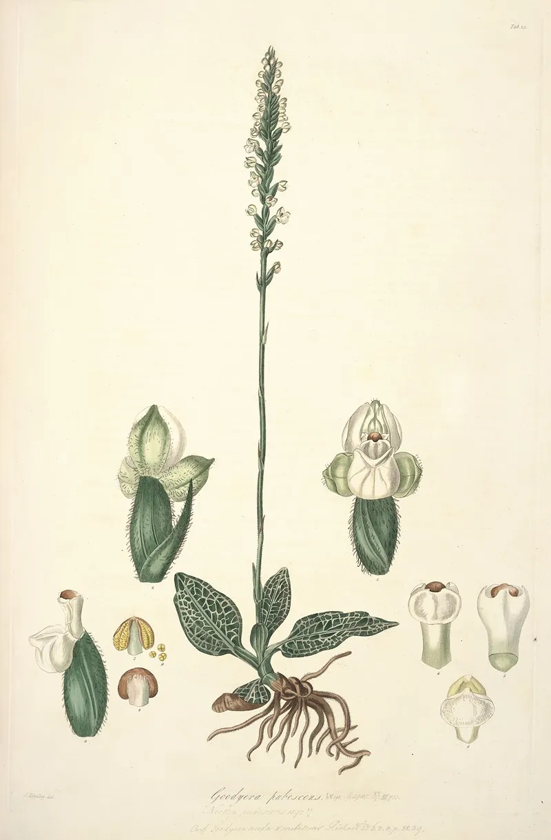 Collectanea Botanica Pl 25 Wall Art by John Lindley - High-Resolution Digital Print
