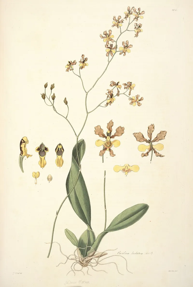 Collectanea Botanica Pl 27 Wall Art by John Lindley - High-Resolution Digital Print