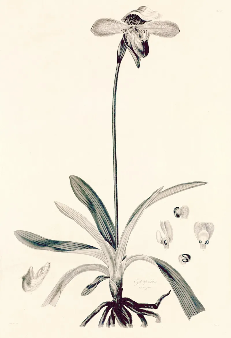 Collectanea Botanica Pl 32 Wall Art by John Lindley - High-Resolution Digital Print