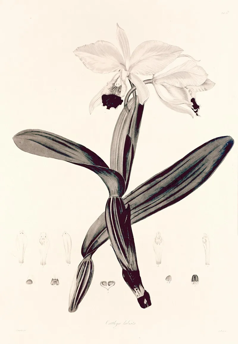 Collectanea Botanica Pl 33 Wall Art by John Lindley - High-Resolution Digital Print