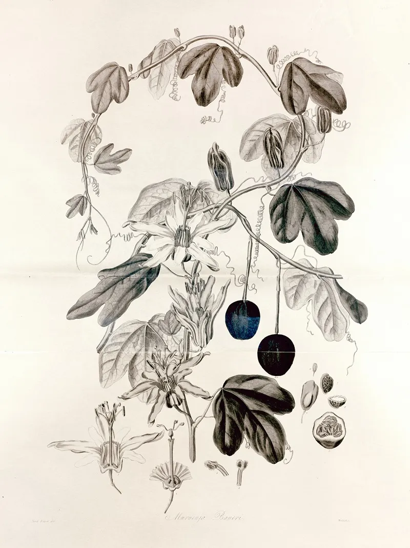 Collectanea Botanica Pl 36 Wall Art by John Lindley - High-Resolution Digital Print