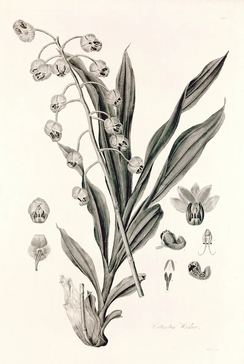 Collectanea Botanica Pl 40 Wall Art by John Lindley - High-Resolution Digital Print