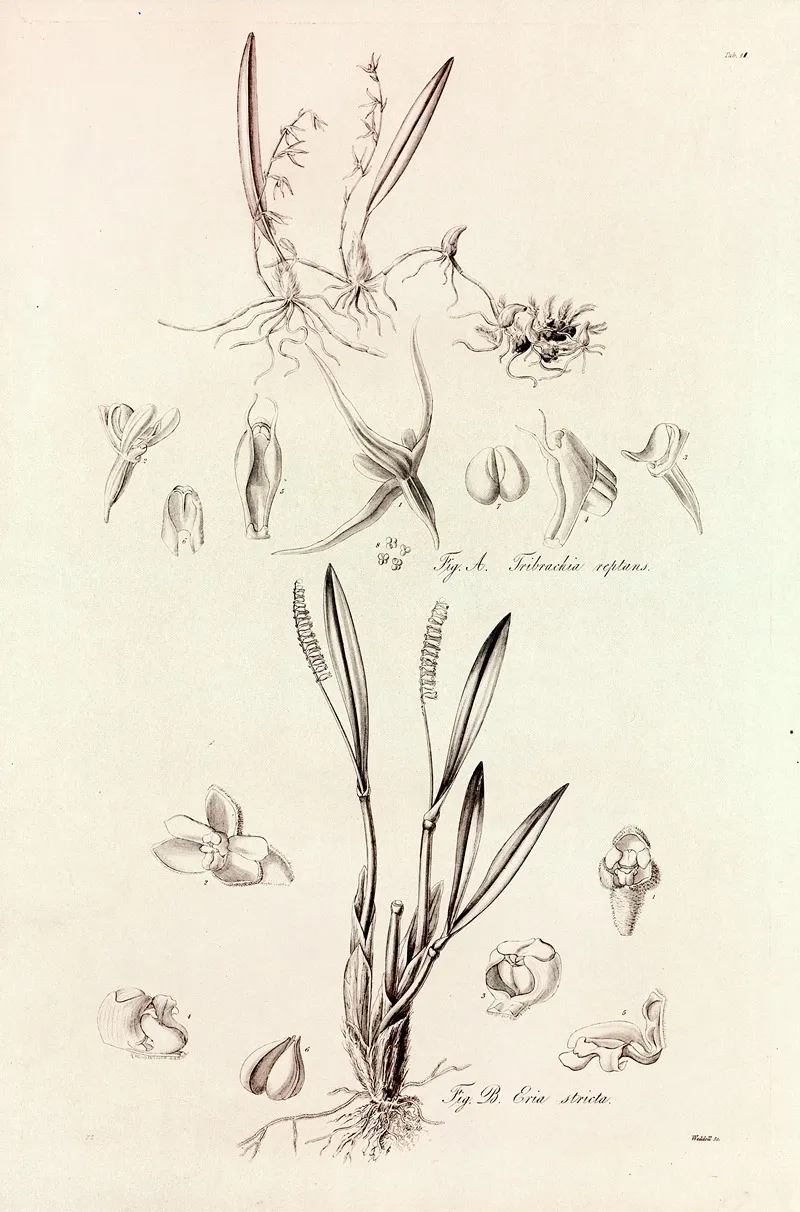 Collectanea Botanica Pl 41 Wall Art by John Lindley - High-Resolution Digital Print
