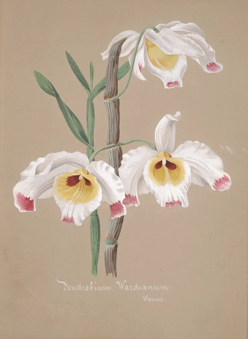 Collection Dorchidees Pl 01 Wall Art by Anonymous - High-Resolution Digital Print