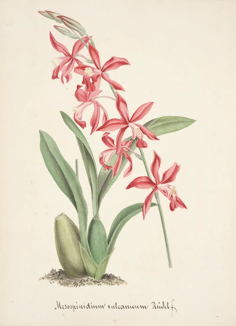 Collection Dorchidees Pl 02 Wall Art by Anonymous - High-Resolution Digital Print