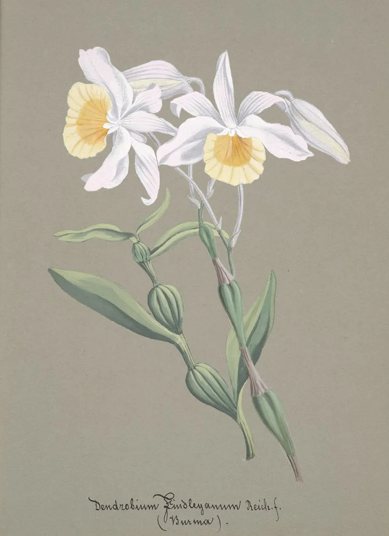 Collection Dorchidees Pl 04 Wall Art by Anonymous - High-Resolution Digital Print