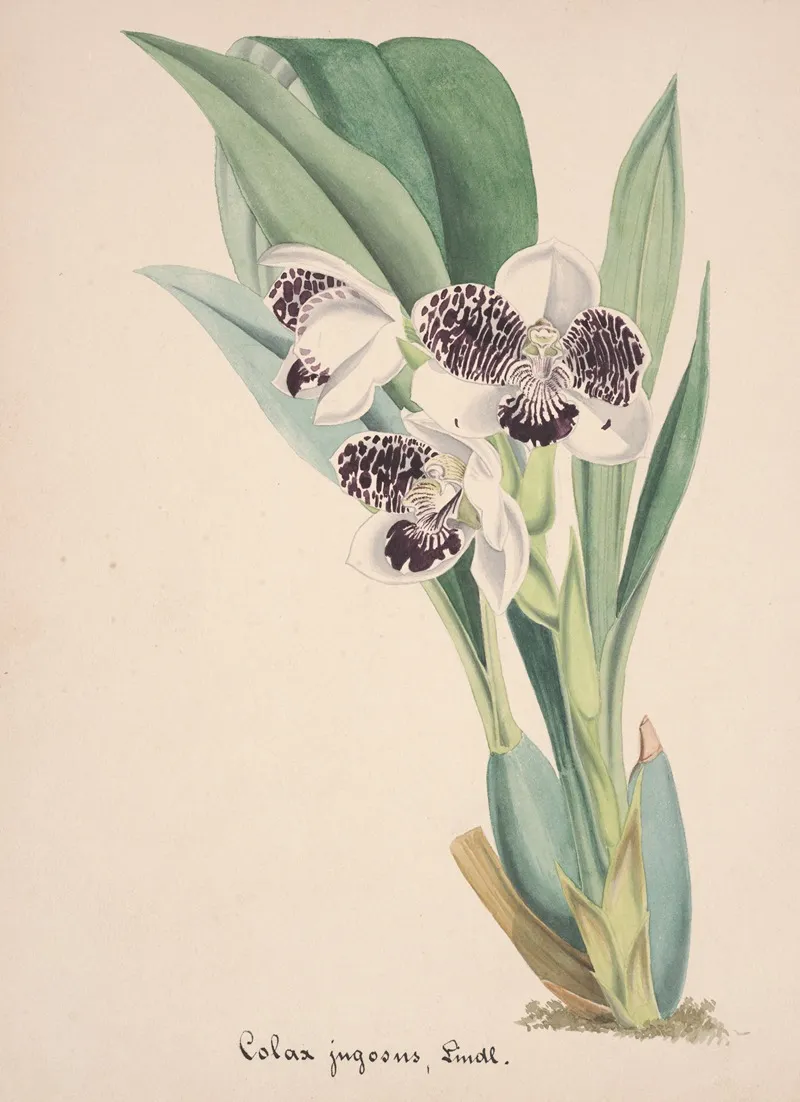 Collection Dorchidees Pl 06 Wall Art by Anonymous - High-Resolution Digital Print