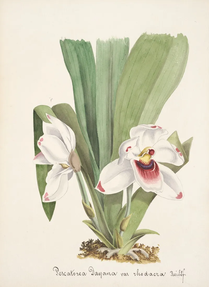 Collection Dorchidees Pl 08 Wall Art by Anonymous - High-Resolution Digital Print