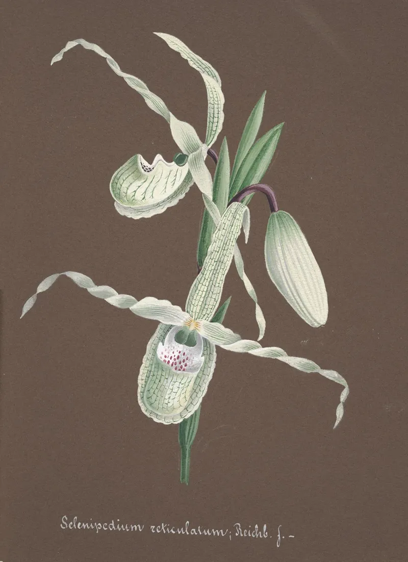 Collection Dorchidees Pl 11 Wall Art by Anonymous - High-Resolution Digital Print