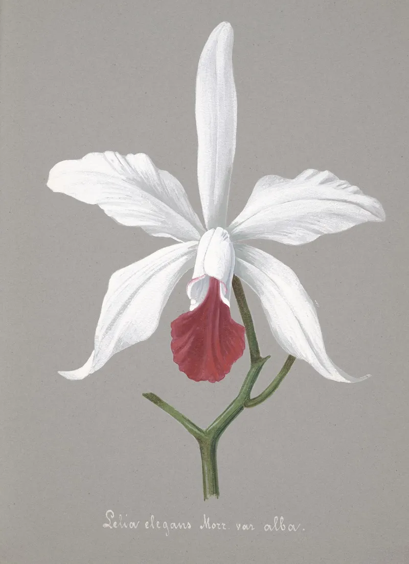Collection Dorchidees Pl 13 Wall Art by Anonymous - High-Resolution Digital Print