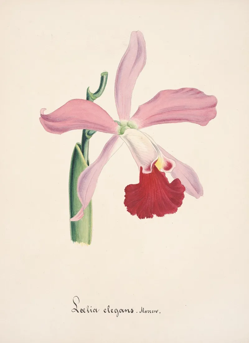 Collection Dorchidees Pl 16 Wall Art by Anonymous - High-Resolution Digital Print