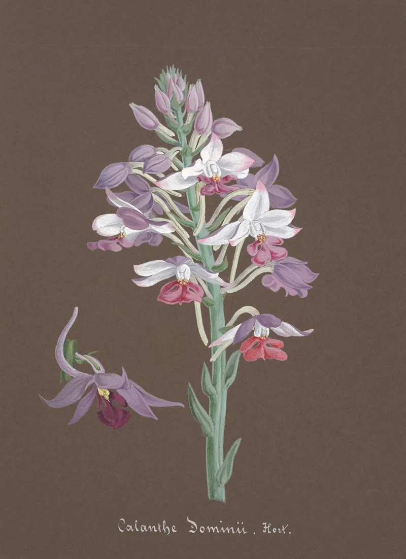 Collection Dorchidees Pl 17 Wall Art by Anonymous - High-Resolution Digital Print