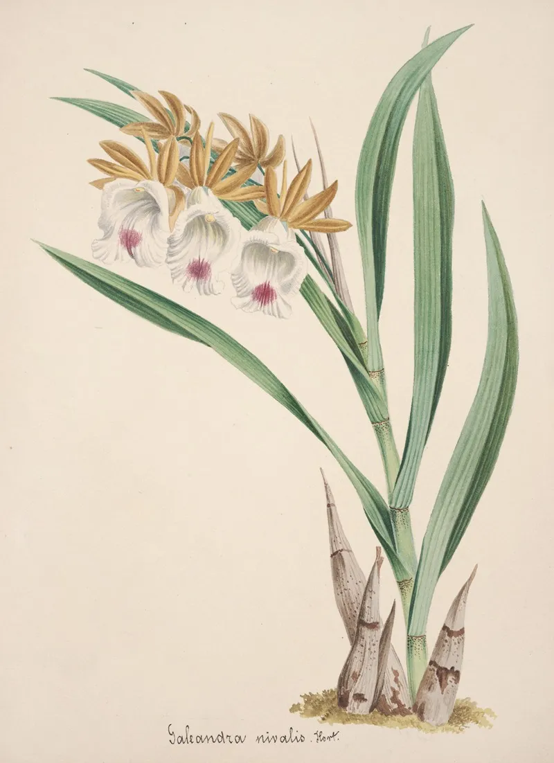 Collection Dorchidees Pl 18 Wall Art by Anonymous - High-Resolution Digital Print