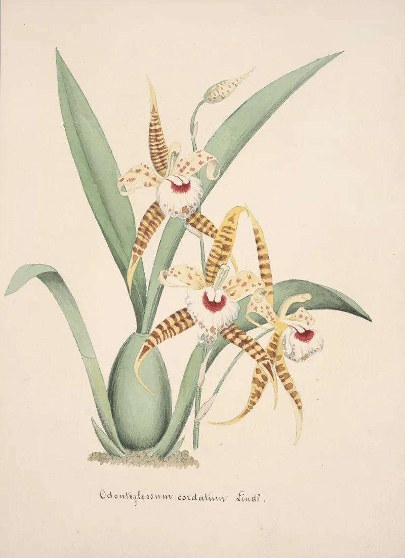 Collection Dorchidees Pl 19 Wall Art by Anonymous - High-Resolution Digital Print