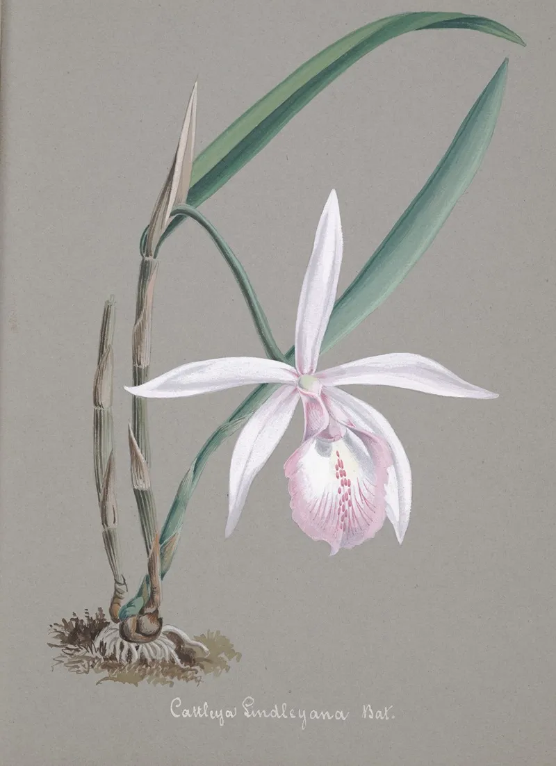 Collection Dorchidees Pl 21 Wall Art by Anonymous - High-Resolution Digital Print