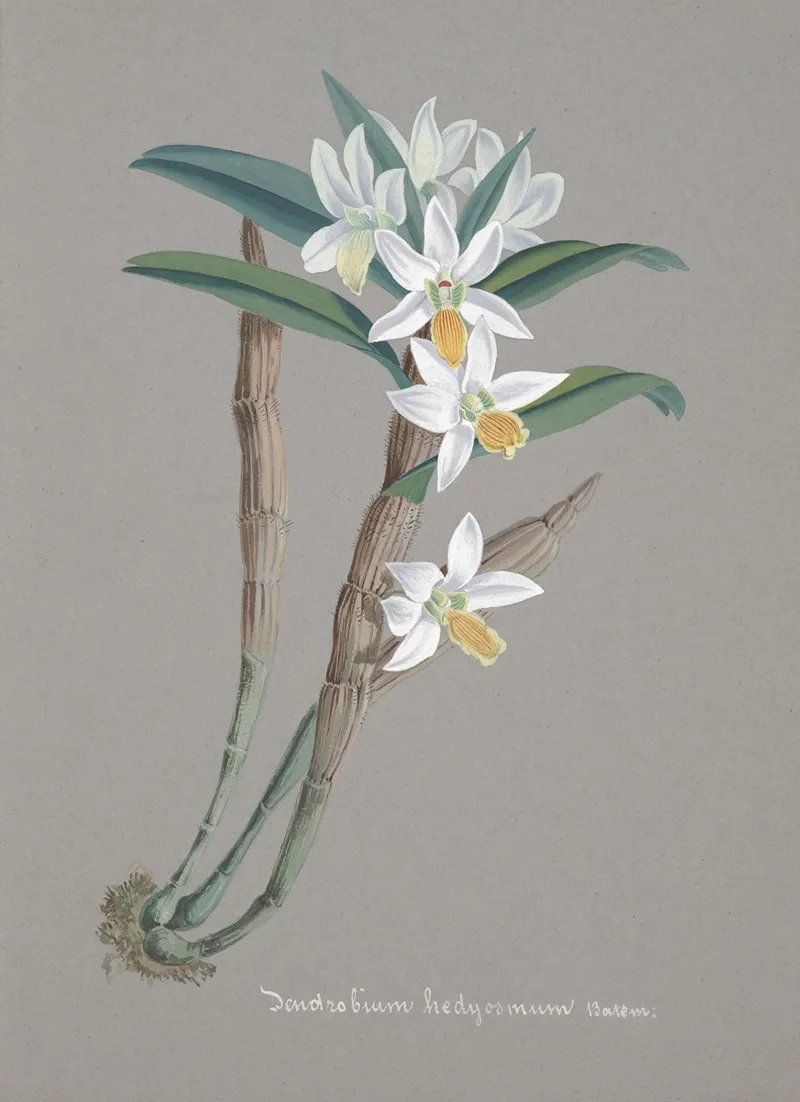 Collection Dorchidees Pl 22 Wall Art by Anonymous - High-Resolution Digital Print