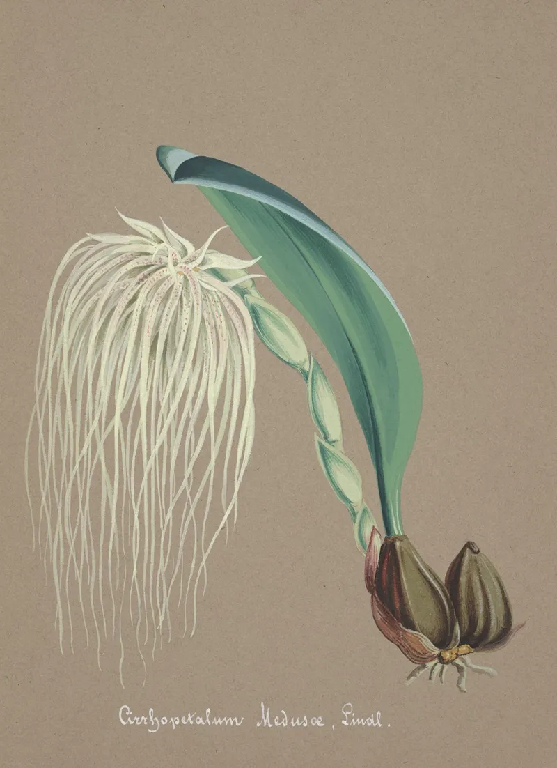 Collection Dorchidees Pl 23 Wall Art by Anonymous - High-Resolution Digital Print
