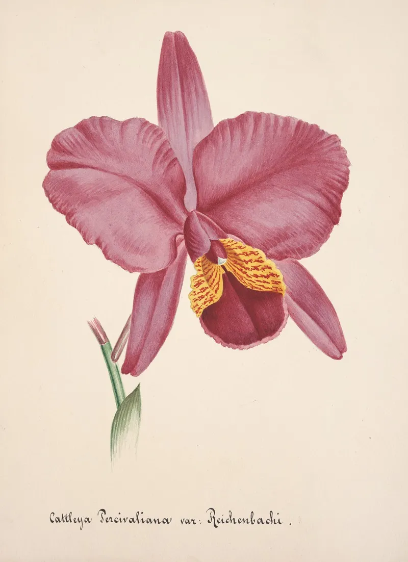 Collection Dorchidees Pl 25 Wall Art by Anonymous - High-Resolution Digital Print