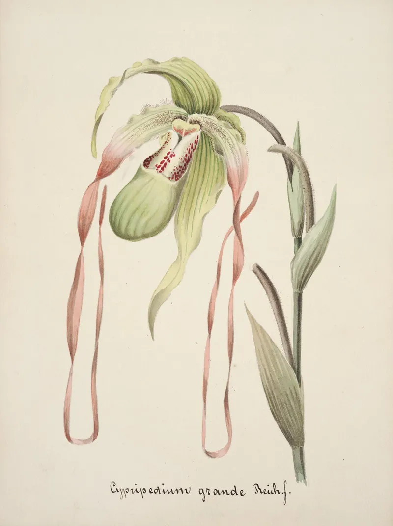 Collection Dorchidees Pl 28 Wall Art by Anonymous - High-Resolution Digital Print