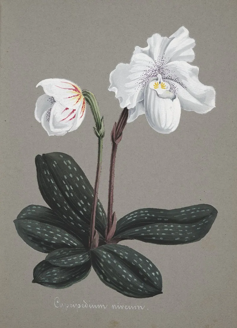 Collection Dorchidees Pl 29 Wall Art by Anonymous - High-Resolution Digital Print