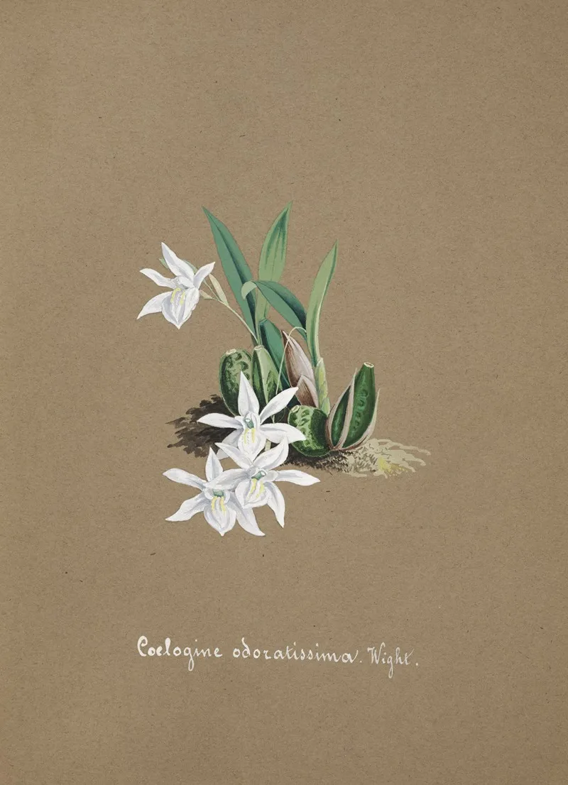 Collection Dorchidees Pl 30 Wall Art by Anonymous - High-Resolution Digital Print