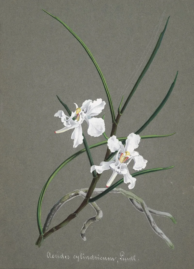 Collection Dorchidees Pl 31 Wall Art by Anonymous - High-Resolution Digital Print