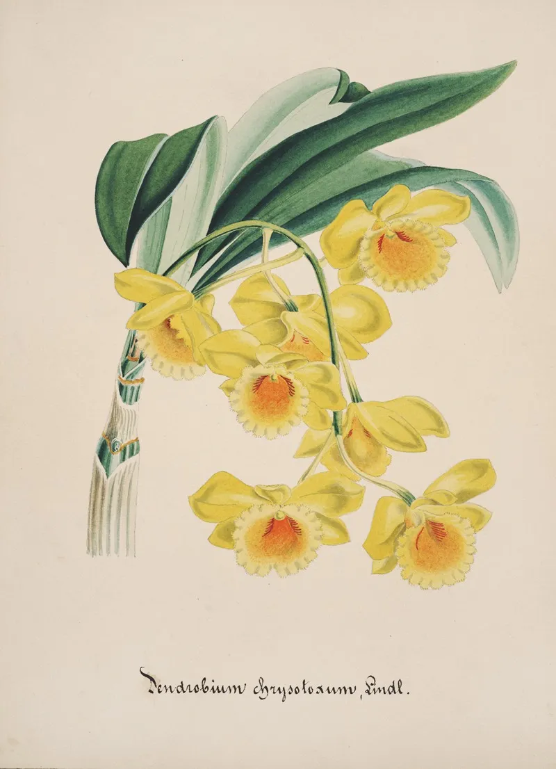 Collection Dorchidees Pl 32 Wall Art by Anonymous - High-Resolution Digital Print