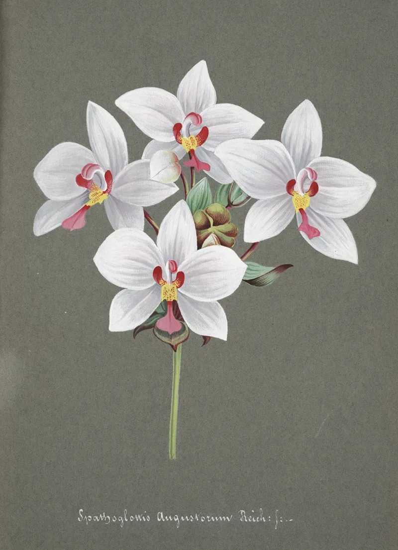 Collection Dorchidees Pl 34 Wall Art by Anonymous - High-Resolution Digital Print