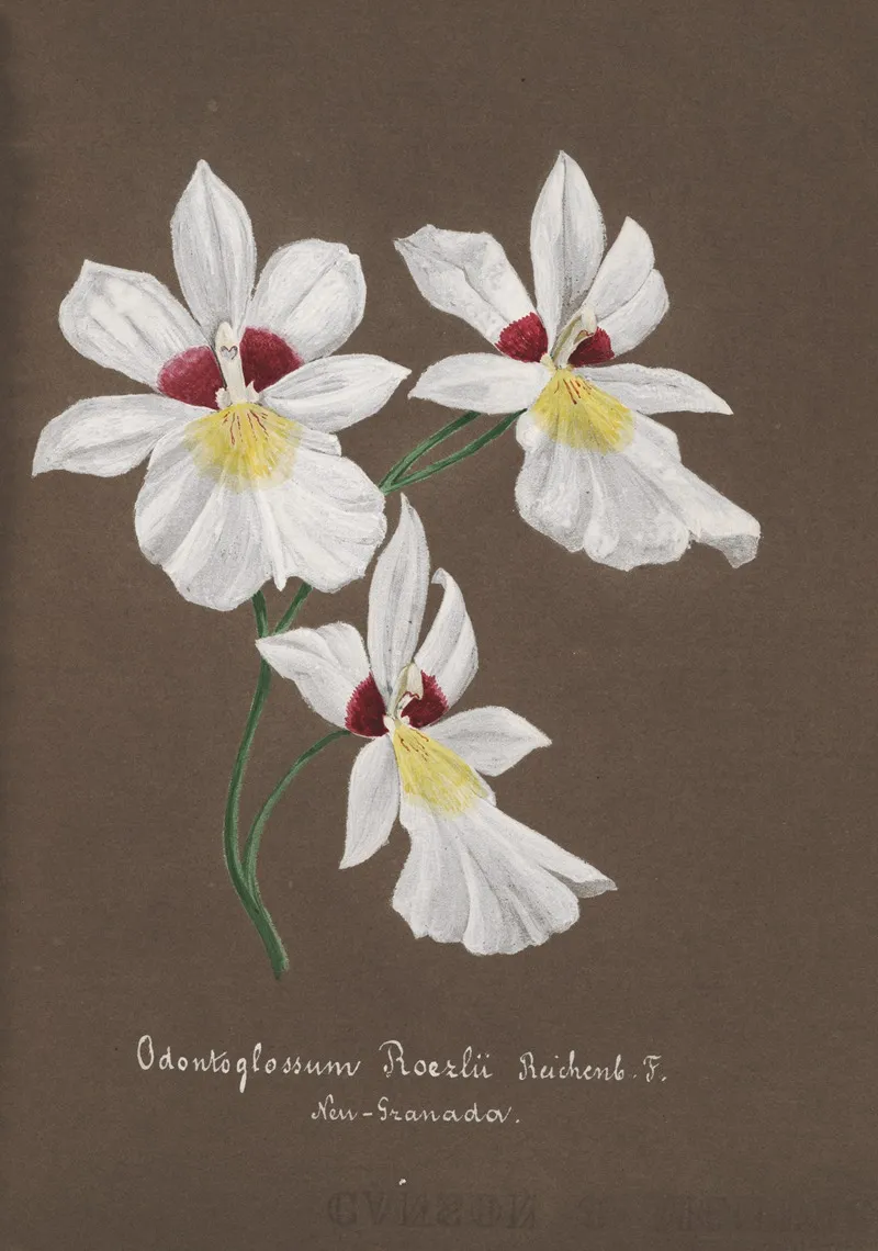 Collection Dorchidees Pl 35 Wall Art by Anonymous - High-Resolution Digital Print