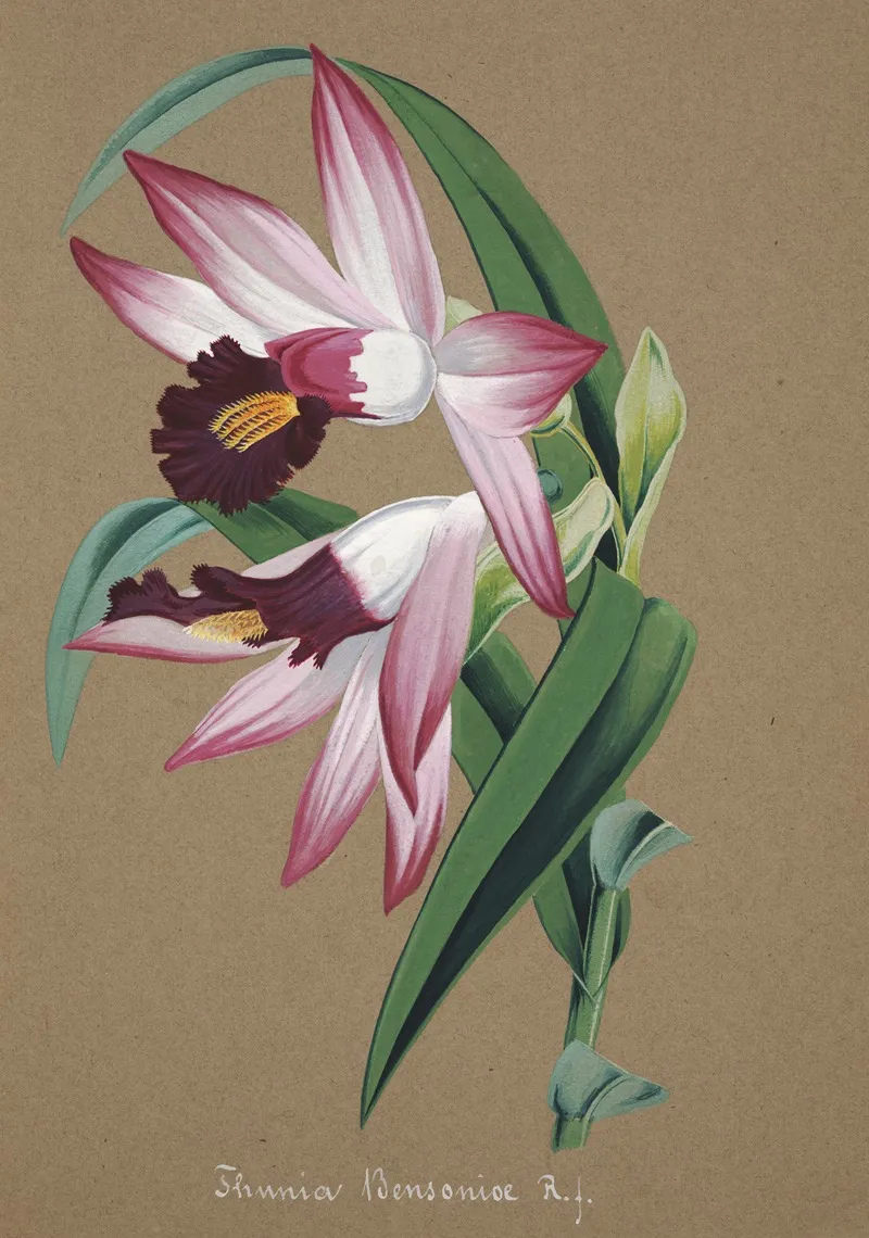 Collection Dorchidees Pl 36 Wall Art by Anonymous - High-Resolution Digital Print