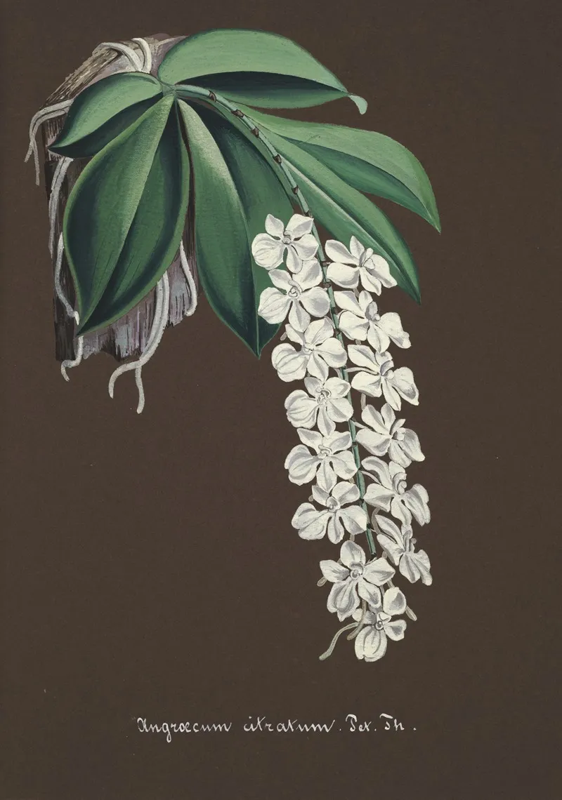 Collection Dorchidees Pl 38 Wall Art by Anonymous - High-Resolution Digital Print
