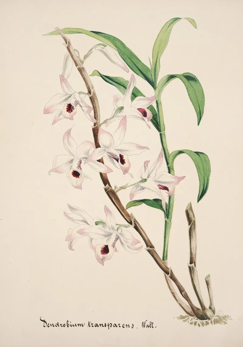 Collection Dorchidees Pl 39 Wall Art by Anonymous - High-Resolution Digital Print